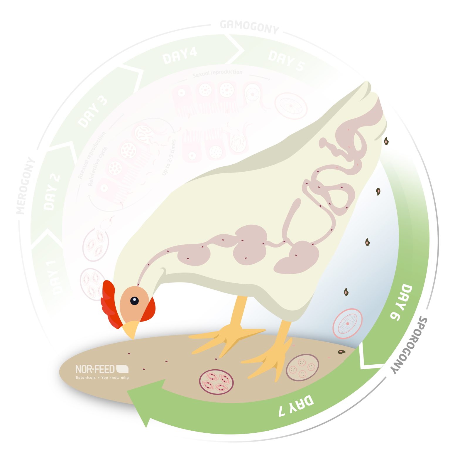 Understanding the spread of Eimeria Oocysts inside the farm - Nor-Feed