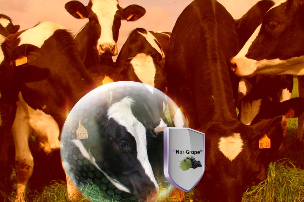 heat stress cows
