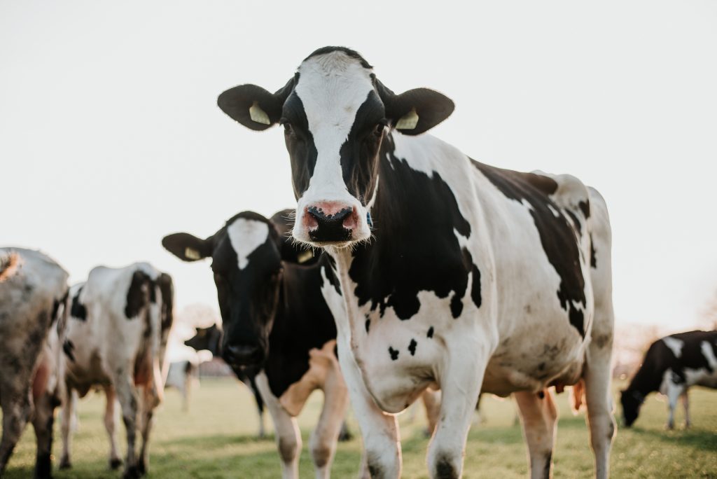 typical,dutch,cows,looking,curious,during,sunset