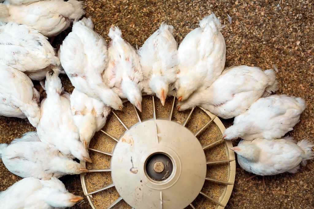 white,broiler,chicken,at,the,poultry,farm