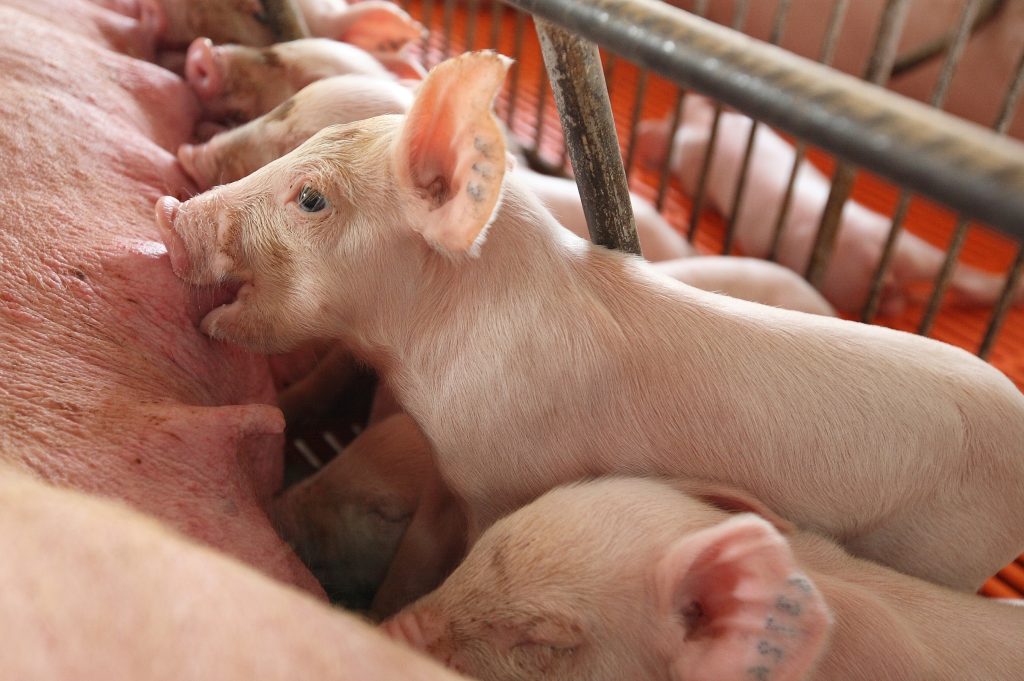 cute,piglet,in,the,farm,in,vietnam