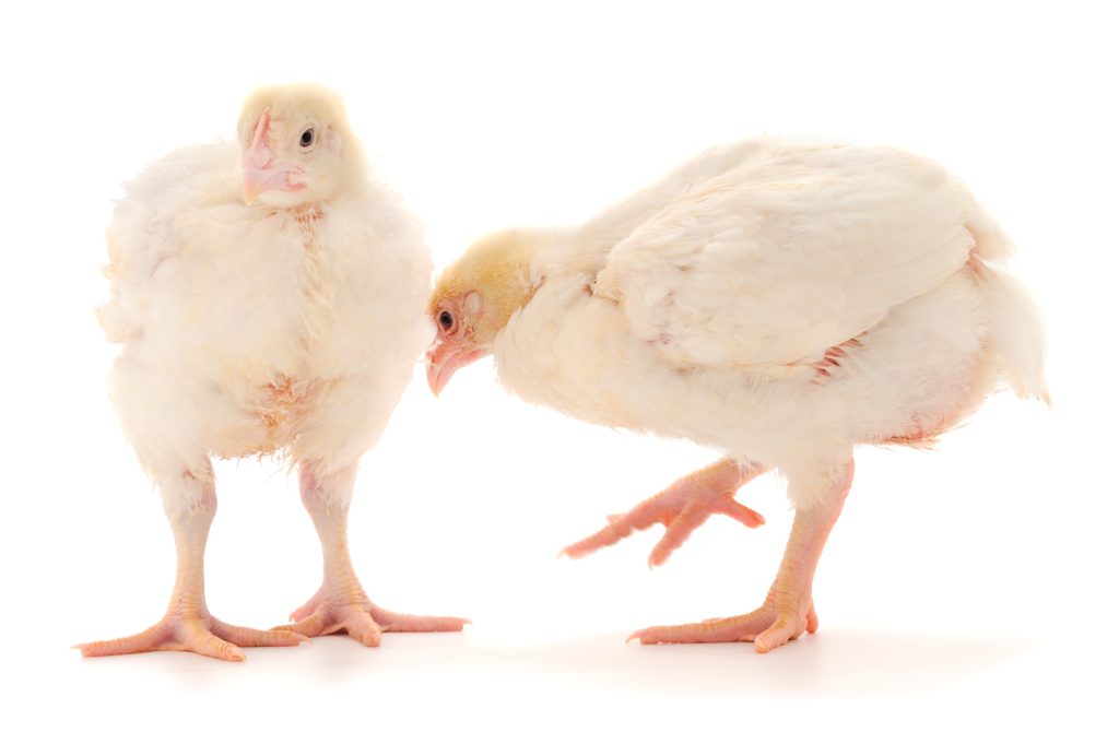 two,chicken,or,young,broiler,chickens,on,isolated,white,background.